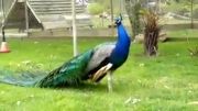 طاووس زیبا . قربون قدرت خدا