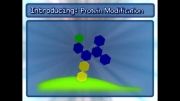 گلژی-ویرایش پروتئین-فرآیندهای سلول9ProteinModification Golgi