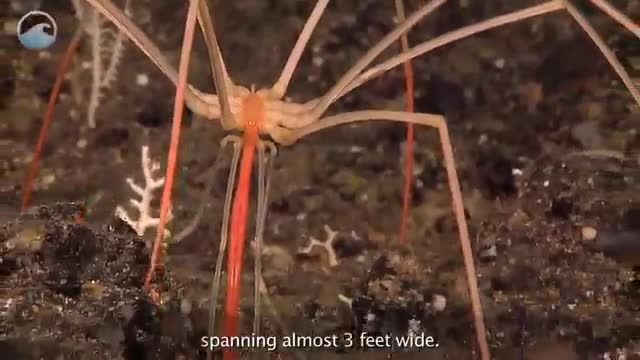 موجودات خفن در عمق دریای عنکبوتی
