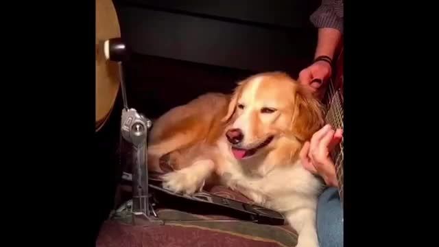با سگ تان آهنگ بسازید!