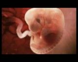 مراحل مختلف رشد جنین - قدم به قدم