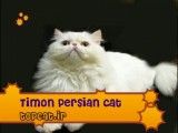 تیمون زیباترین گربه پرشین ایران