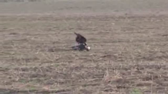 شکار آهو با عقاب