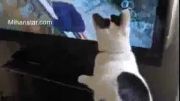 علاقه عجیب یک گربه به دیدن یک برنامه تلویزیونی