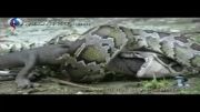 فیلم: وقتی مار تمساح را قورت می دهد !