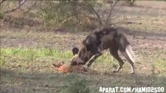 زنده خوردن بچه آهو توسط سگ وحشی آفریقایی