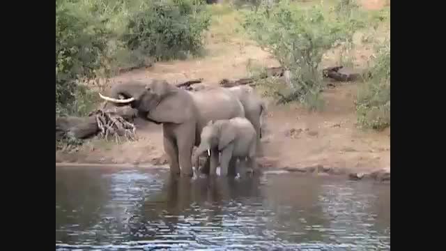 حمله کروکودیل به فیل