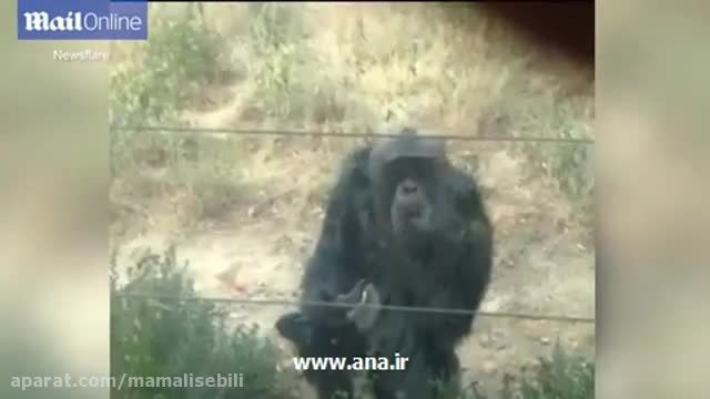 کلیپ مستند وبشدت خنده دار سیگارکشیدن یک شامپانزه سیگاری