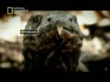 مستند اژدها های مرگبار-National Geographic Killer Dragons.mp4