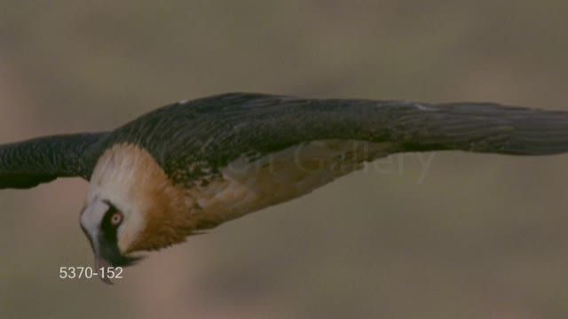 سر خوردن پرنده در هوا