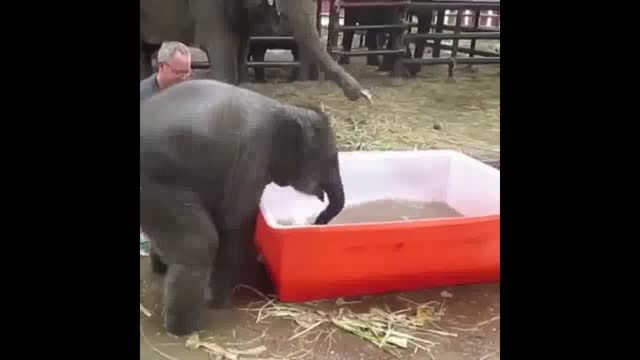 آب بازی بچه فیل بامزه