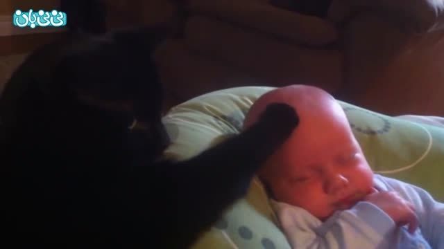 گربه ای که بچه را آرام می کند