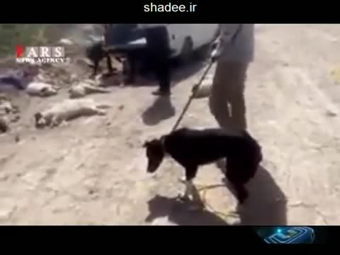 سگ کشی بی نظیر در ایران و عاشق شدن مرغ ها