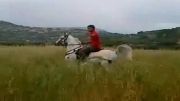 اسب عرب سواری