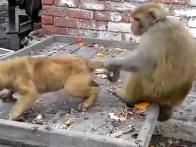 میمون سگ آزار