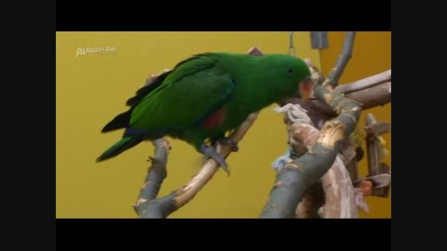 طوطی اکلکتوس (Eclectus Parrot)