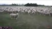گوسفند جالب وشنیدنی
