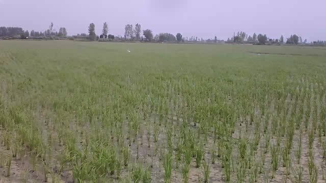 میزان رشد برنج به مدت 6 روز در کشت مکانیزه