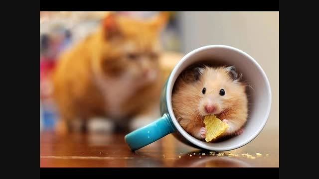 مخفی شدن موش از گربه!!