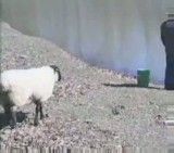 حمله گوسفند به مرد( آخر خنده)