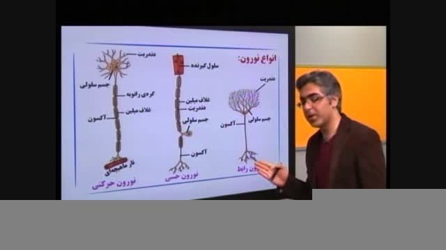 دستگاه عصبی (نورون، تارعصبی و عصب) از زیست سال سوم