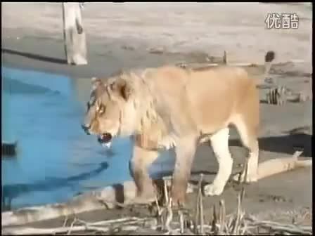 شکار تمساح توسط شیر