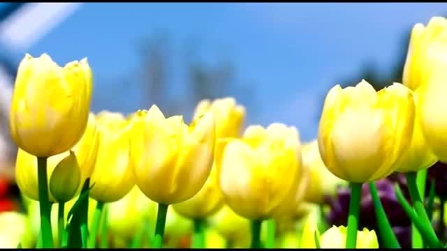 گل های زیبا (1080P HD)