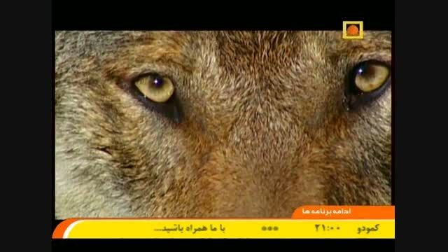 مستند قلمرو جهانی گرگ ها با دوبله فارسی