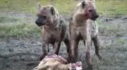 درگیری کفتار با سگ وحشی آفریقایی