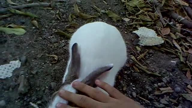خرگوش های نازمن