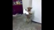 رقص بندری سگ
