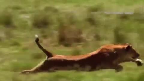یه ویدیو خیلی قشنگ از شیرها
