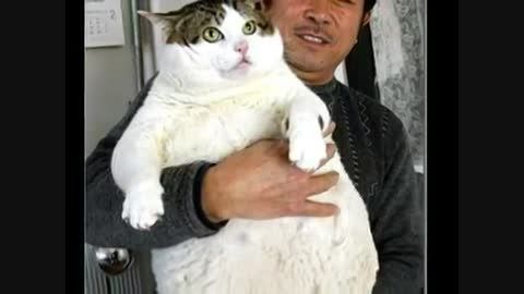چاق ترین گربه های جهان