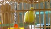 قناری -صدایی زیبا ازمحبوب ترین پرنده دنیا