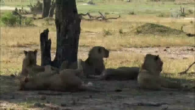 حمله گله شیر به بوفالو