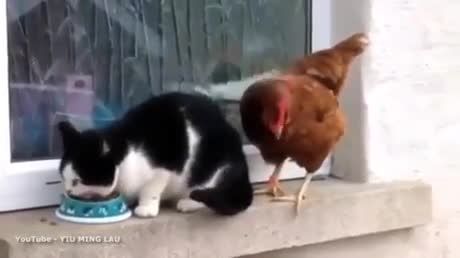 مرغ و گربه