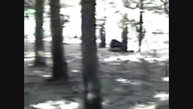 فیلم ضبط شده از کوتوله در جنگل (100% واقعی)