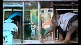 حمله فیل به رستوران