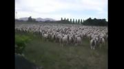 گوسفند باهوش