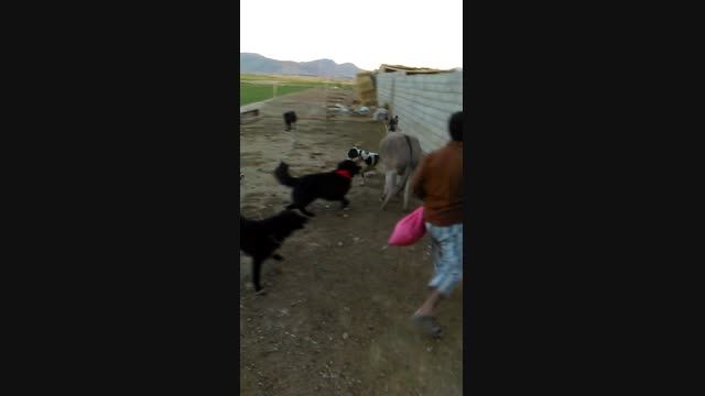سگ اصفهان قهدریجان