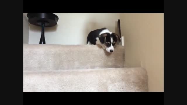 پایین آمدن سگ کورگی بامزه از پله