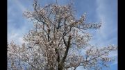 شکوفه های درختان بادام - روستای زرجه بستان