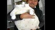 خپل ترین گربه های جهان