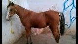 اسب فروشی...13 ماهه  خرید آجیل ممنوع