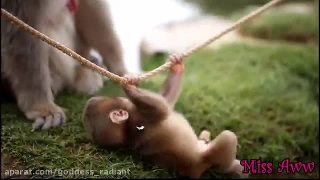 بچه میمون