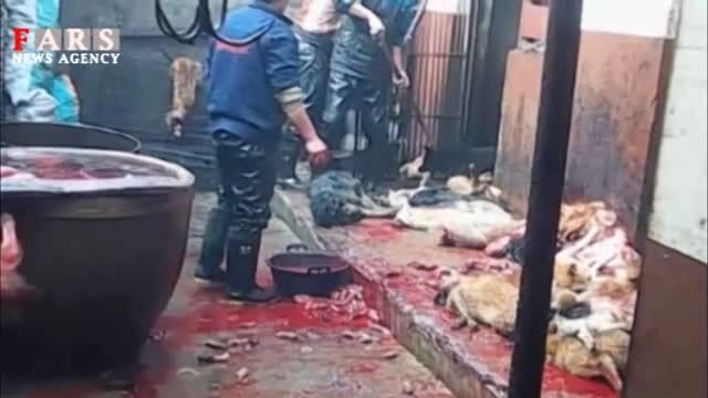 سگ کشی در چین؛ وحشتناک +18
