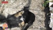 فیتیله پیچ کردن سگ توسط گربه