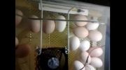 انتقال تخمها از ترنر ستر به سبد هچر در روز هجدهم(مهدی اکبری)