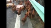 واژگونی ماشین حمل مرغ