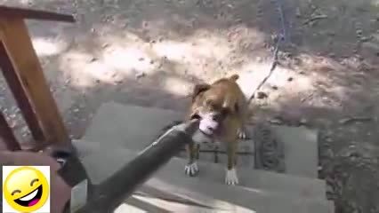 Smiling animals dogs and cats funny videos